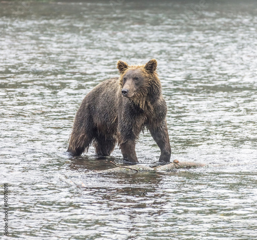 Kamchatka brown bear catches fish in the river Dvukhyurtochnaya - Kamchatka, Russia photo