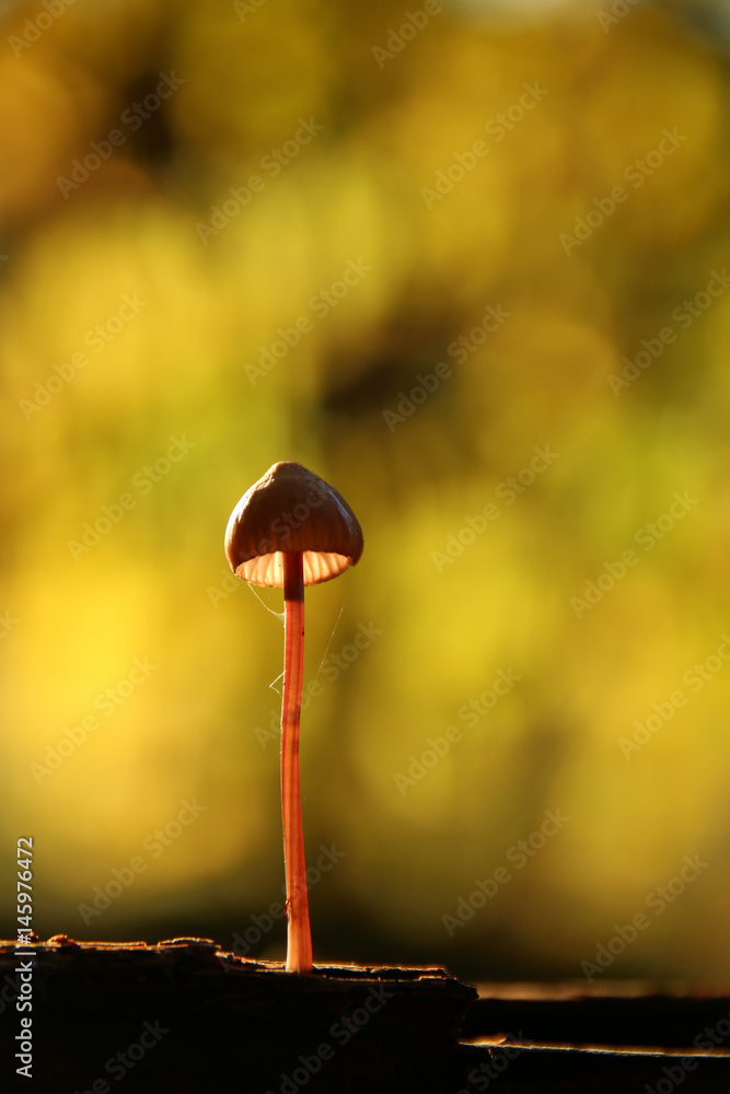 Helmling StockFoto Adobe Stock
