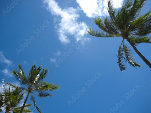 Palm Trees in the Sky 2