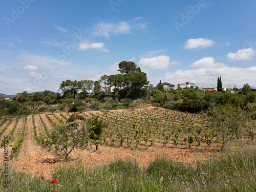 Photos Viñas de Piera