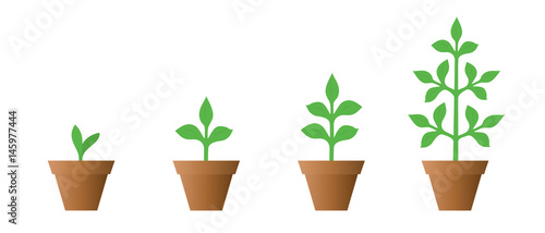 Vector illustration of a set of green icons - plant growth phase in a pot isolated on white background