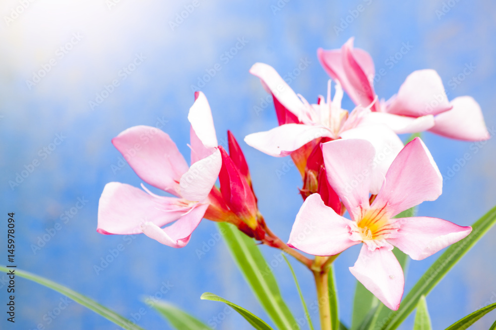 Pink flower on blue background.