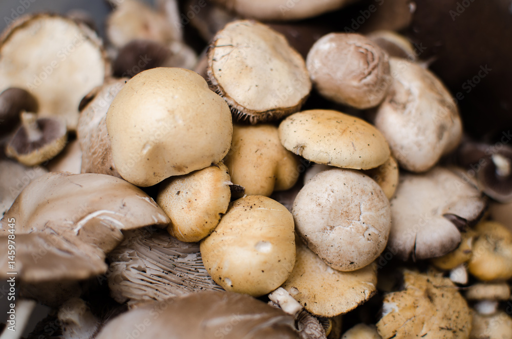 mushrooms and oyster mushrooms raw mushrooms and oyster mushrooms raw
