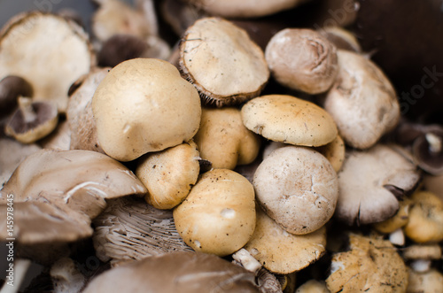 mushrooms and oyster mushrooms raw