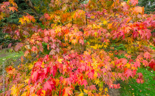 Autumn maple with red, orange, yellow and green leaves. The branches are spread out so that it looks like an explosion or splashes