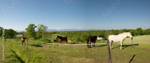 Horses in the meadow, mountains Pyrenees in background