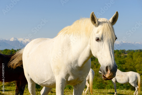 Portrait of a beautiful white horse