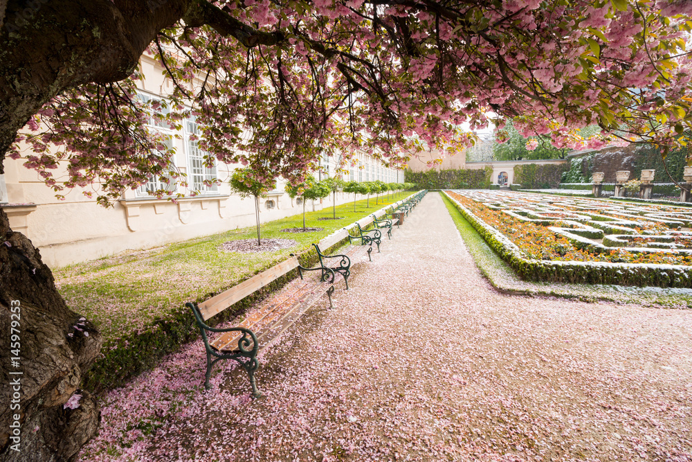 Idyllische Parkbänke und Kirschblüten, Frühling im Mirabellgarten