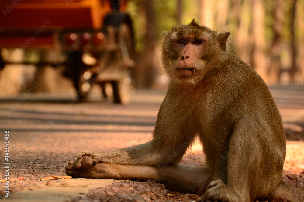 Fototapeta premium MACAQUE HITCHHIKING