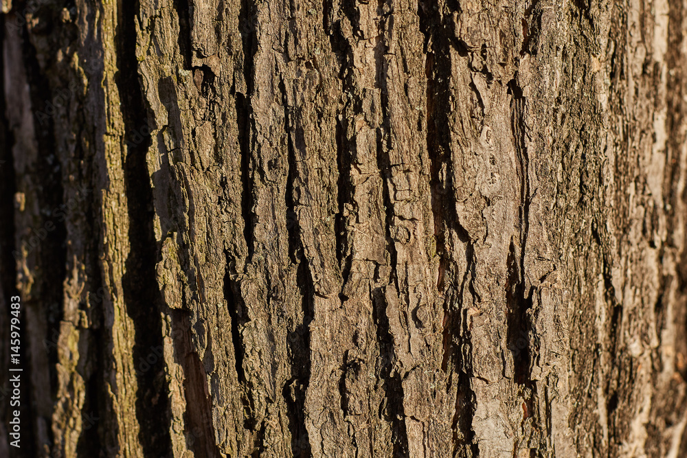 Old Wood Tree Texture Background Pattern Old Wood Tree Texture Background Pattern