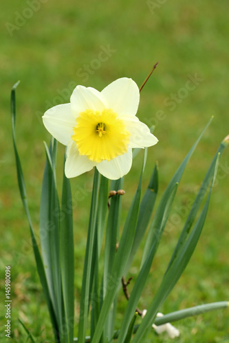 Fototapeta Naklejka Na Ścianę i Meble -  Narzissen