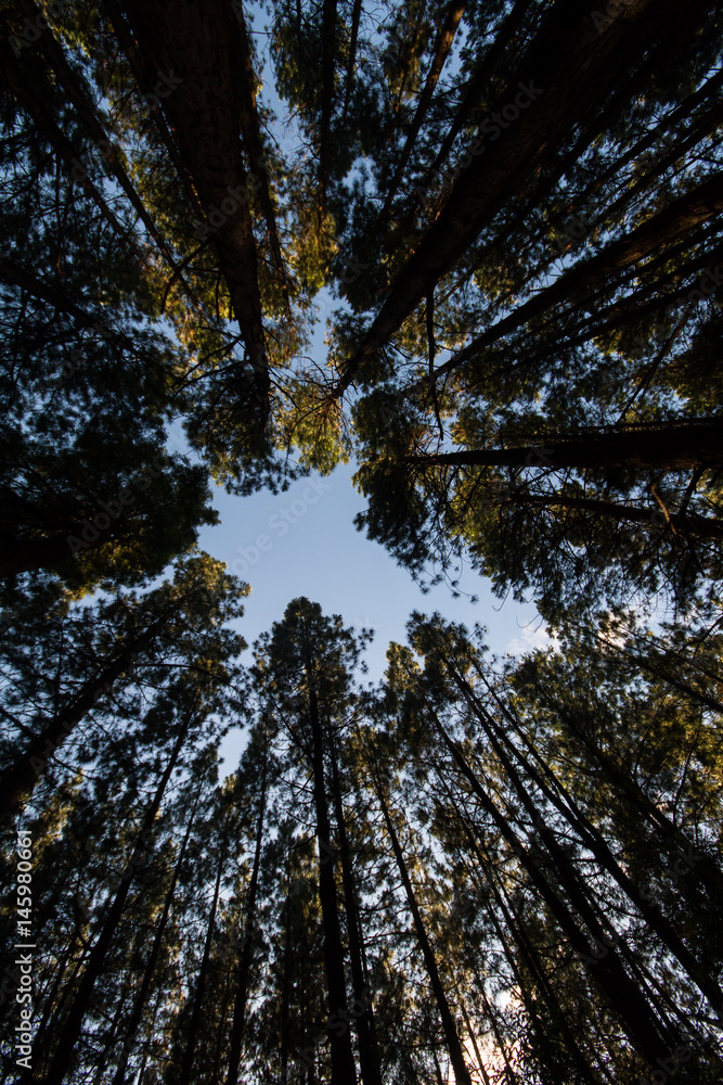 Trees with opening to sky
