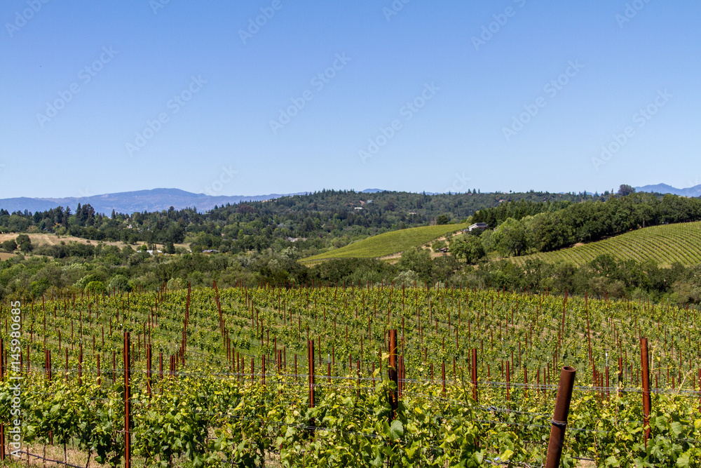 Budding Vines at Vineyards in Russian River Valley in Spring, Sonoma County, Blue Sky, Clear Day