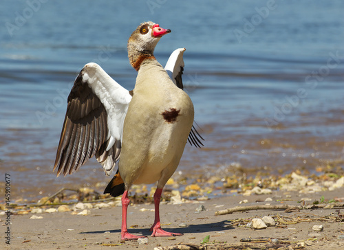 Nilgans beim Posieren photo