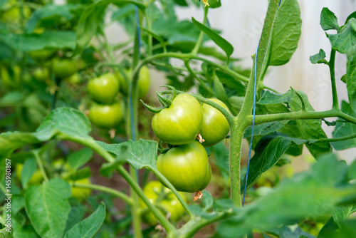 Tomato seedling before planting into the soil, greenhouse plants, drip irrigation, greenhouse cultivation of tomatoes in agriculture, hard-working farmer hands