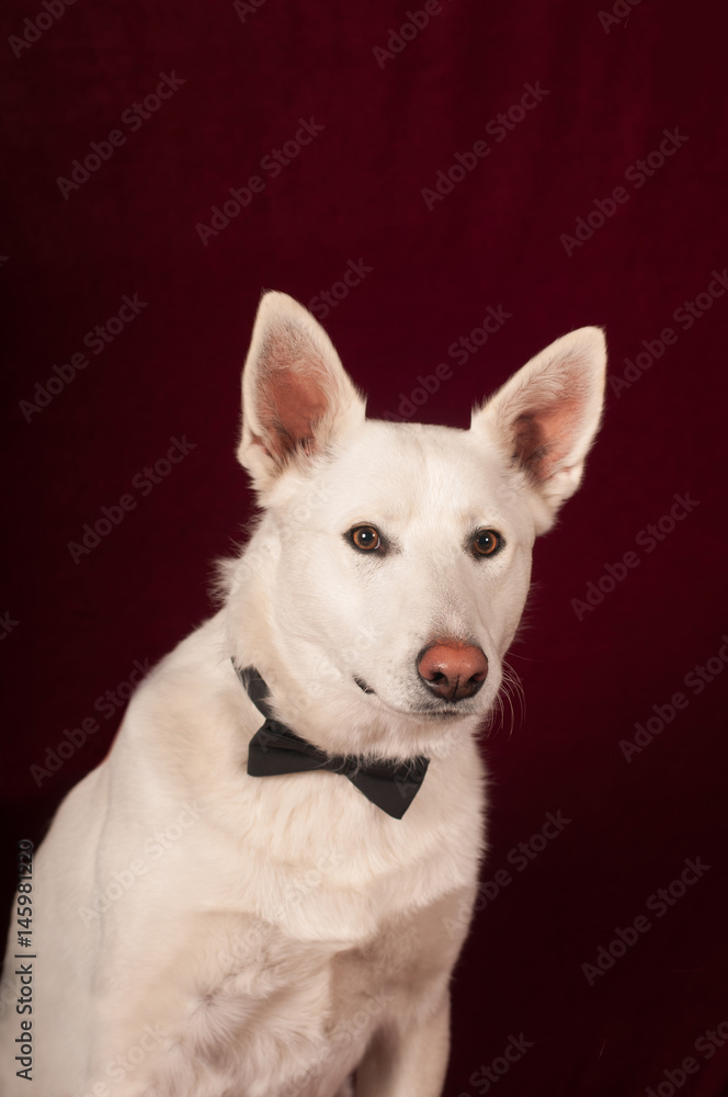 White mixed breed dog at studio