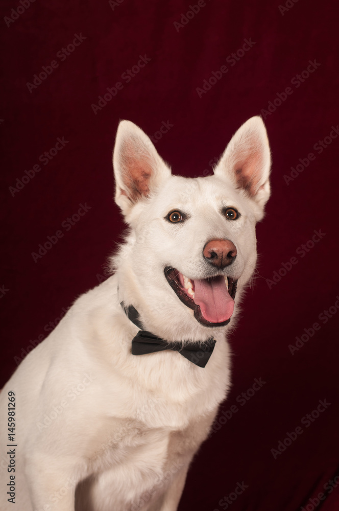 White mixed breed dog at studio White mixed breed dog at studio