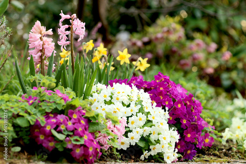 Frühlingsblumen