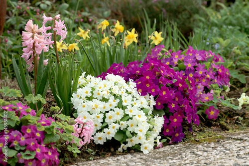 Frühlingsblumen photo