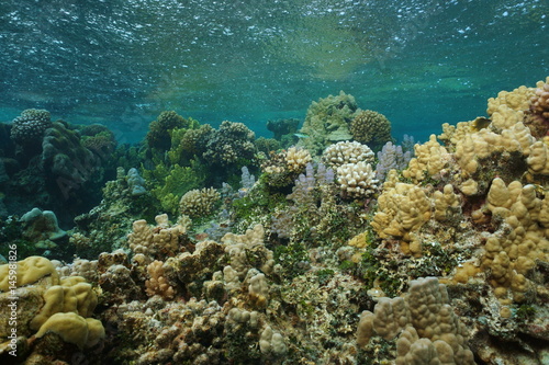 Fototapeta Naklejka Na Ścianę i Meble -  Shallow coral reef underwater with rain falling on the water surface, south Pacific ocean, French Polynesia, Lagoon of Bora Bora