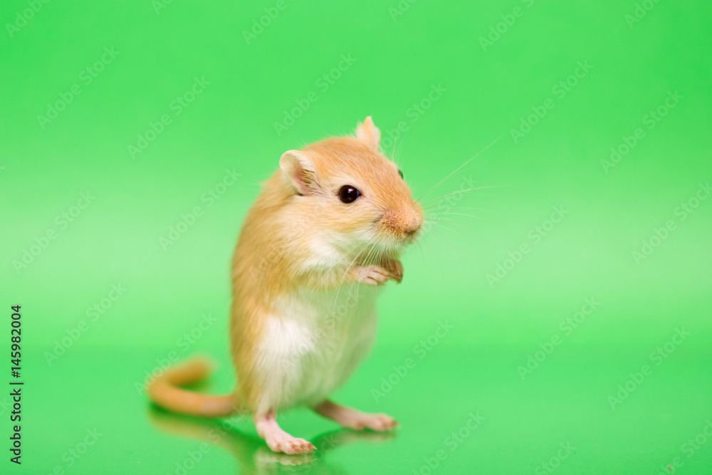 Gerbil - cute pet Gerbil - cute pet