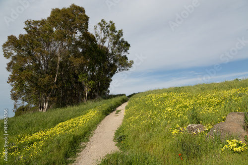 Trail Through A Meadow of Green Grasses