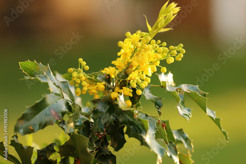 Gewöhnliche Mahonie