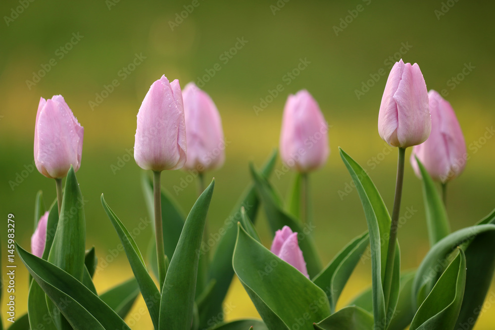 Naklejka premium Tulpen