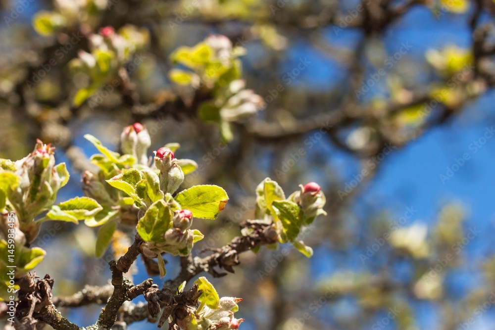 Apple flower. Fruit in the spring. Growing and selling of apple. Apple flower. Fruit in the spring. Growing and selling of apple.