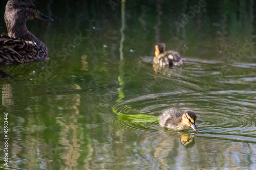 Mallard ducklings on the lake in spring sunshine