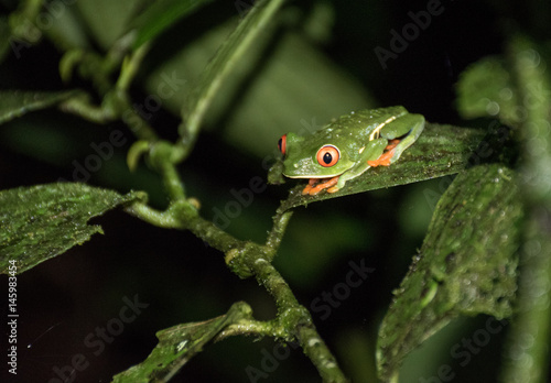 Red eyed frog on a leaf at night