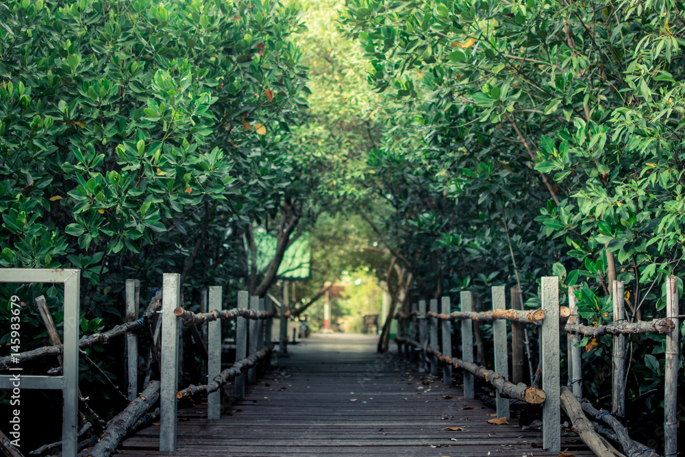 sea forest walk way sea forest walk way