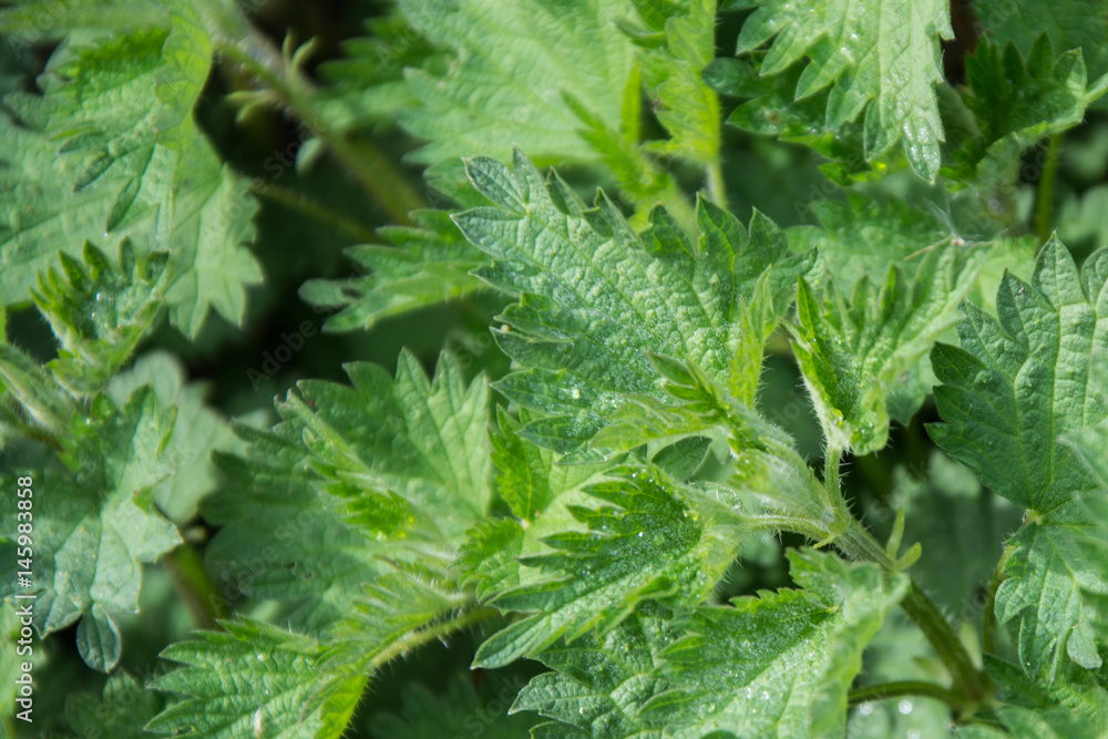 Nettles (urtica) natural medicinal wild plant, healthy herbal Nettles (urtica) natural medicinal wild plant, healthy herbal