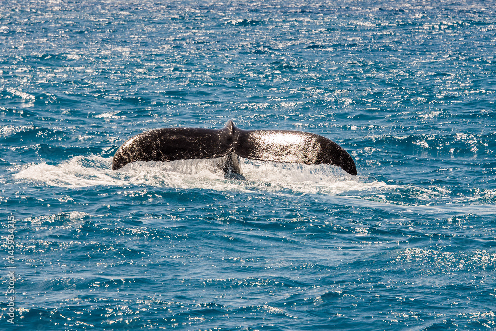 Naklejka premium Whale