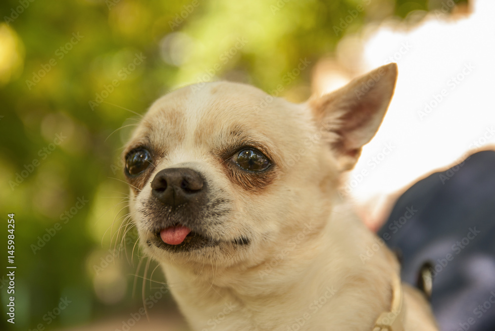 Chihuahua portrait outdoors Chihuahua portrait outdoors