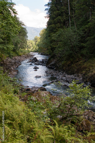 River in woods