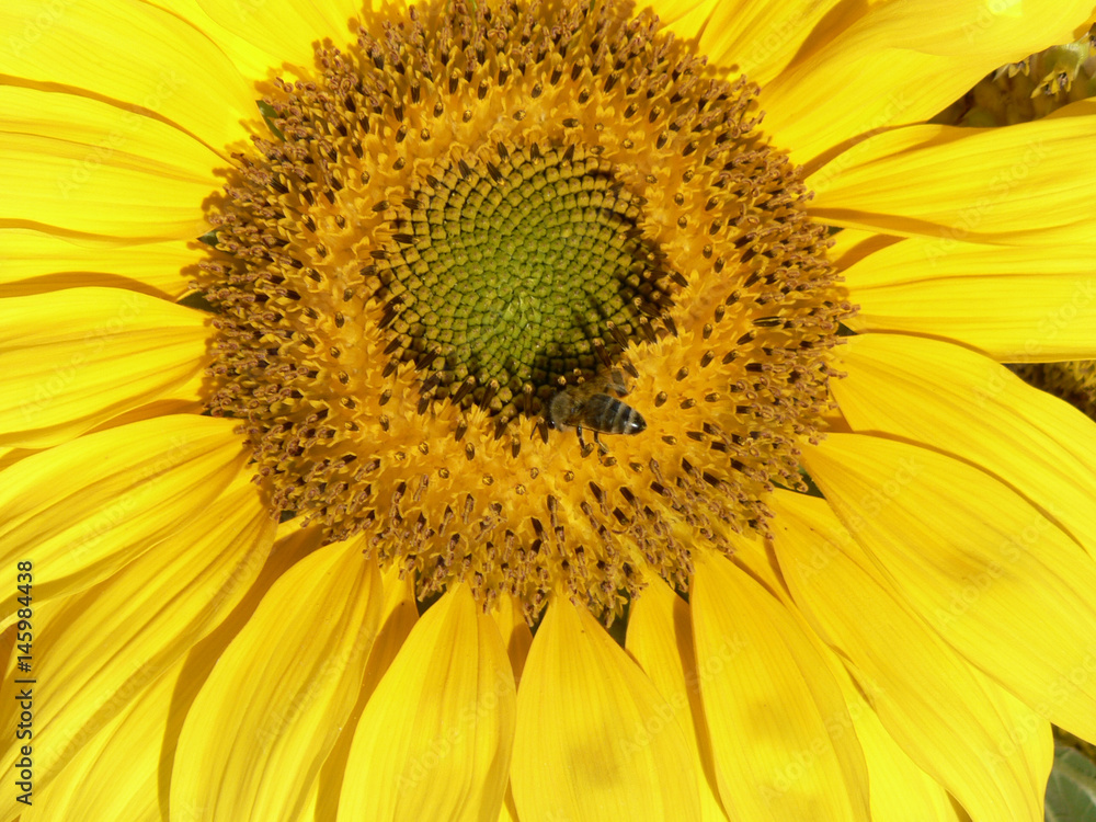 FLOWERS FLOWERS
