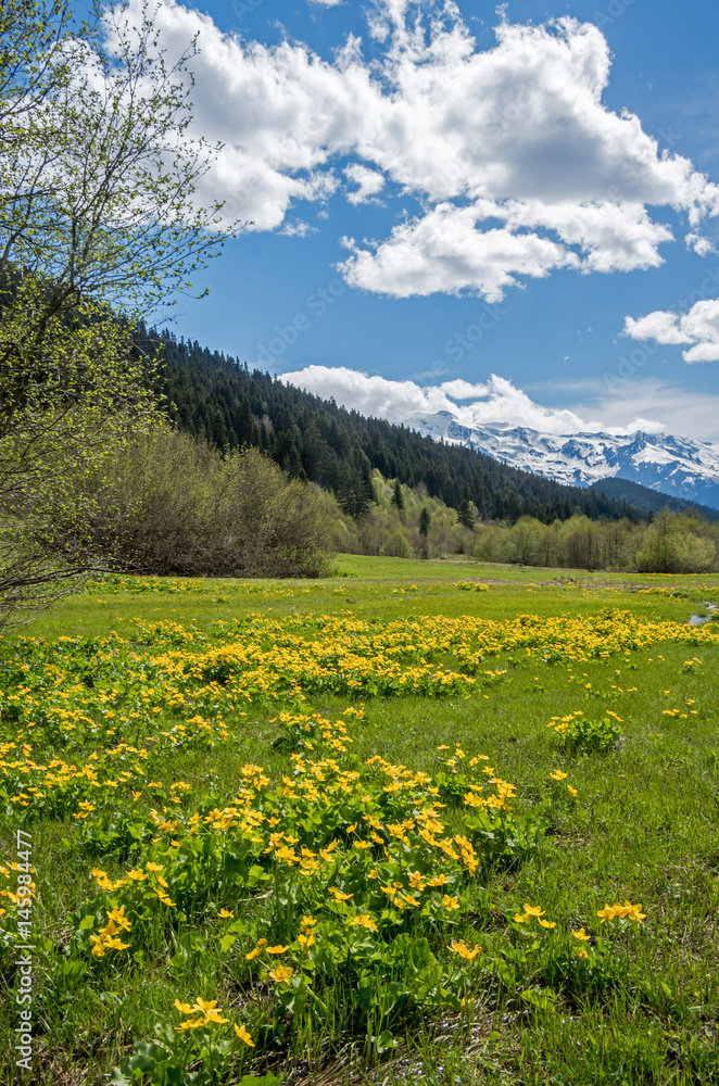 A stream in a mountain valley on a sunny day against the background of snow-capped mountains. Meadow with yellow flowers.
