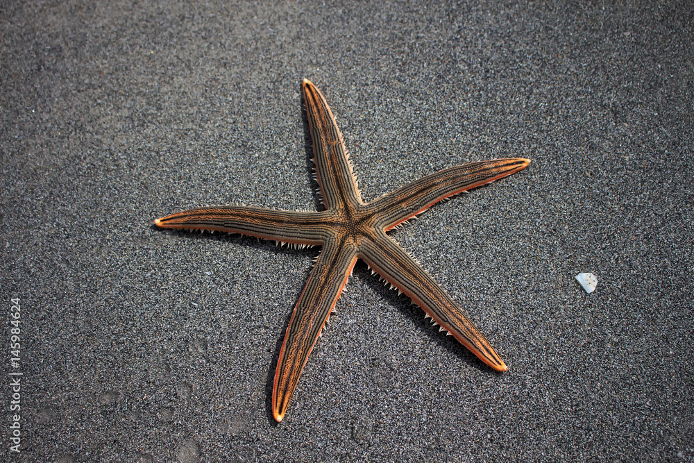 Starfish Luidia clathrata on the beach sand Starfish Luidia clathrata on the beach sand
