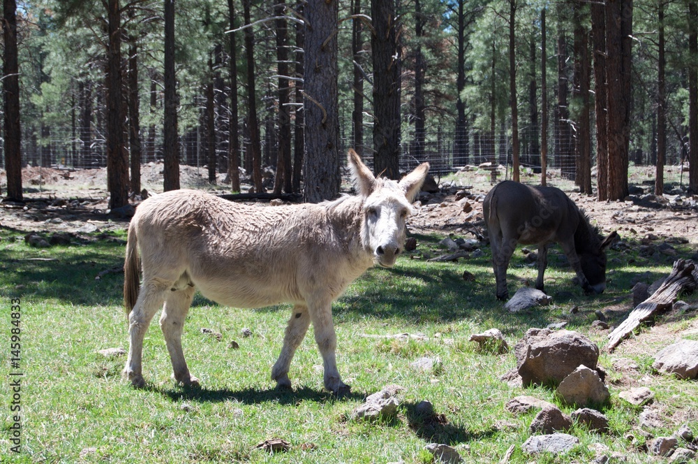 Donkey Donkey