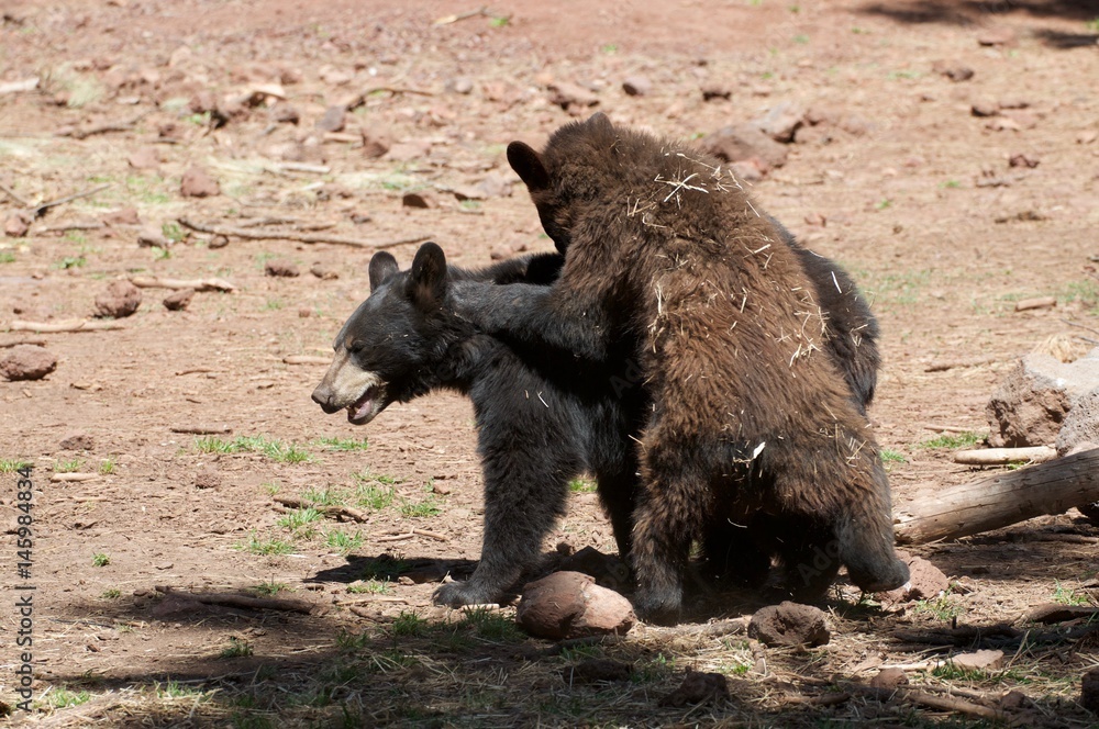 Brother Bears Wrestling 
