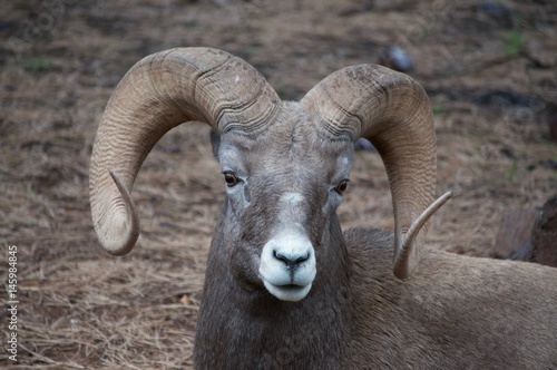 Big Horned Sheep