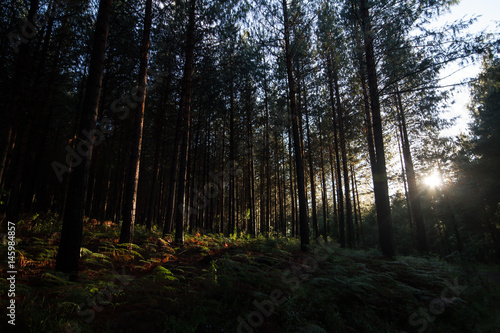 Hogsback forest soft light