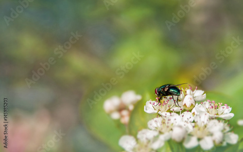 dung fly green sits on a small white inflorescences. A horizontal frame.