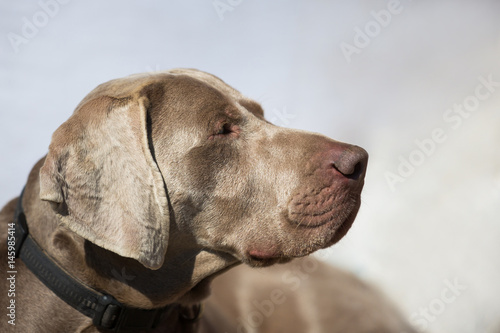 Weimaraner dog close up