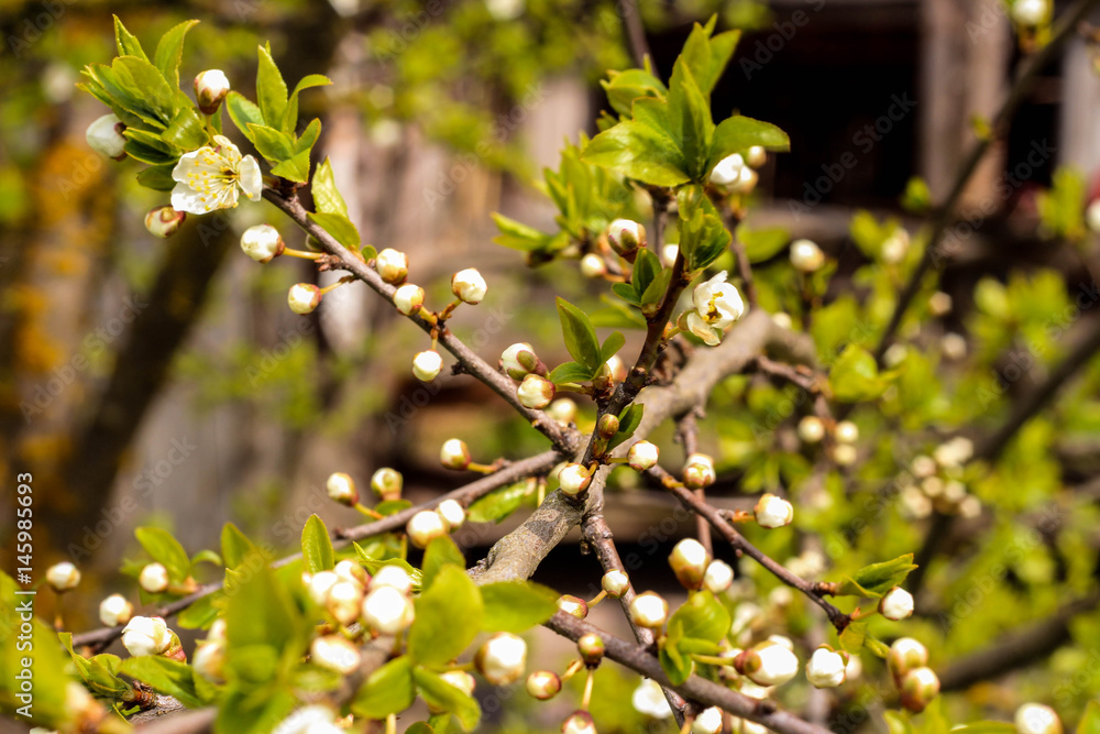Spring flowers on fruit trees