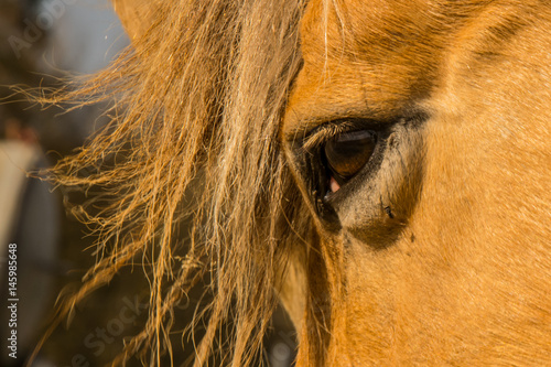 Ein Pferdekopf mit M  hne und Auge leuchtet in der Sonne im Fr  hling. 