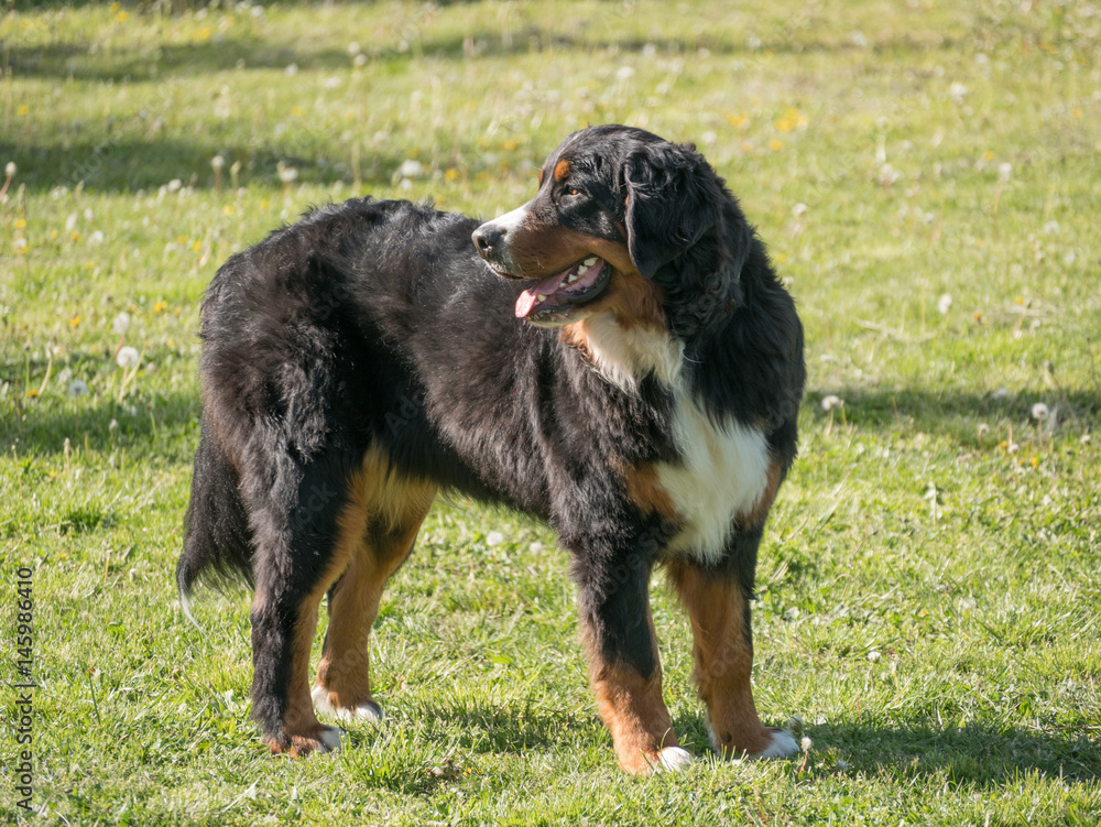 Bouvier Bernese mountain dog portrait in outdoors Bouvier Bernese mountain dog portrait in outdoors