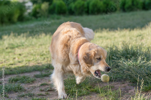 Golden retriever running  Close-up view of  dog © popovj2