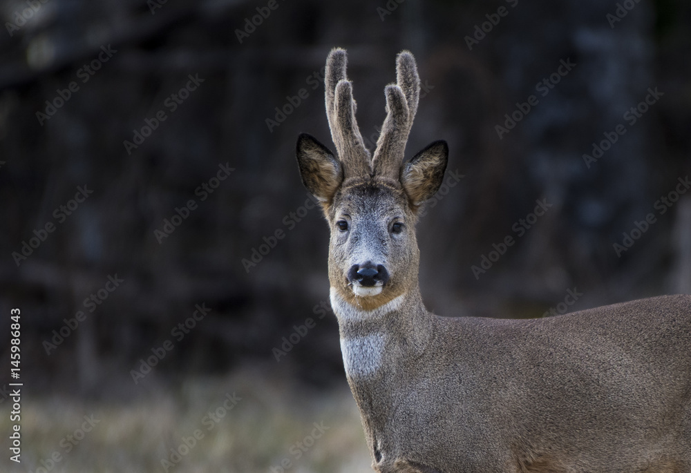 Deer in close up